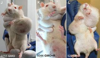 rat-tumor