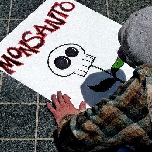 Insecten worden resistent tegen GMO gewassen
