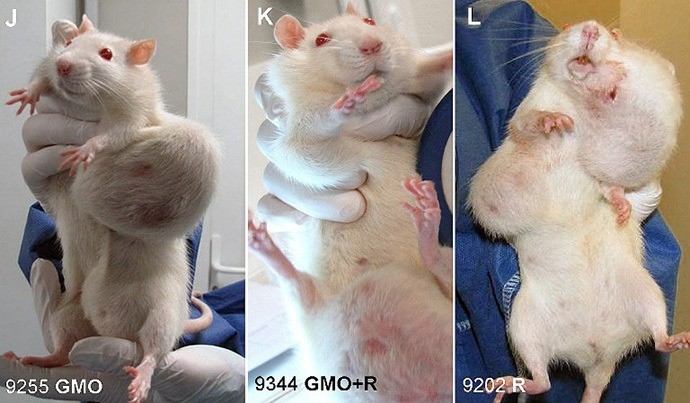 kanker-ratten-Monsanto-RoundUp-glyphosaat-1