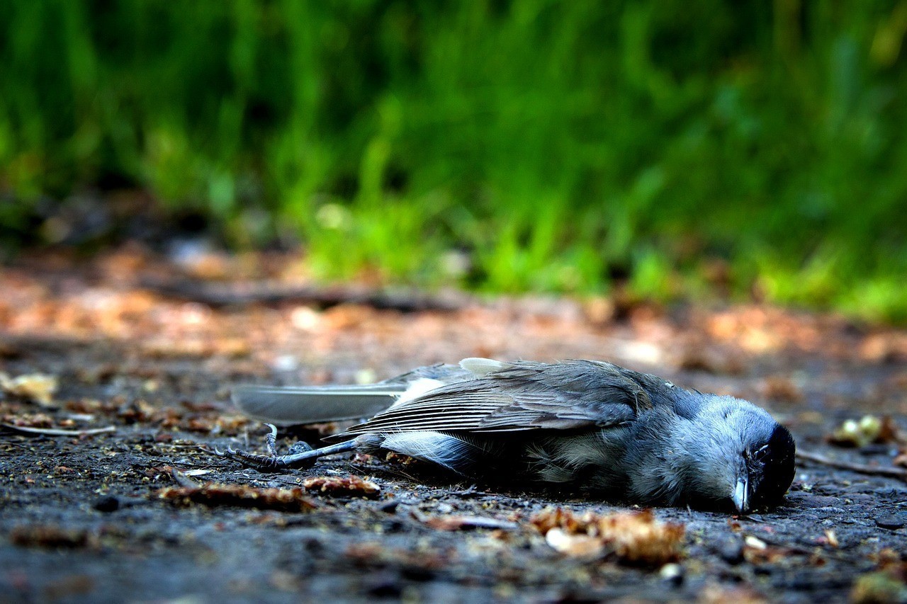 dead birds 1541163723