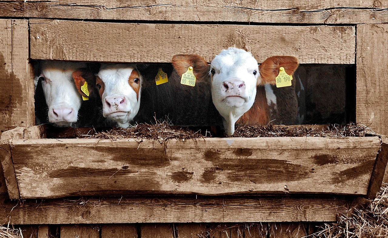 Nederland is de spil in jarenlange illegale handel van gentech veevoer