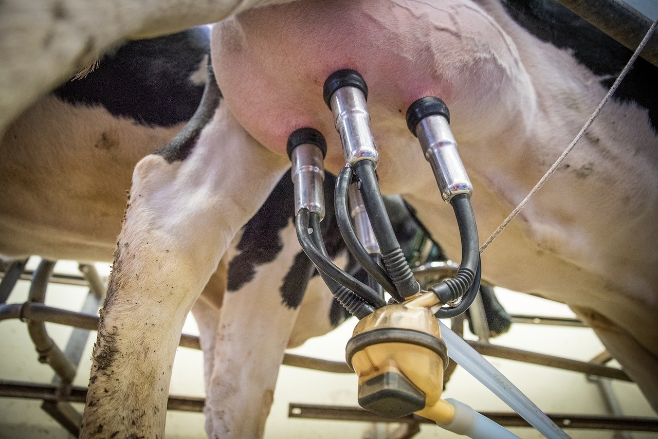 Hoogleraar ontdekt dat caseïne (eiwit in melk van de koe) kanker 'aan' zet 