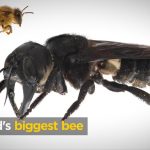 biggest bee