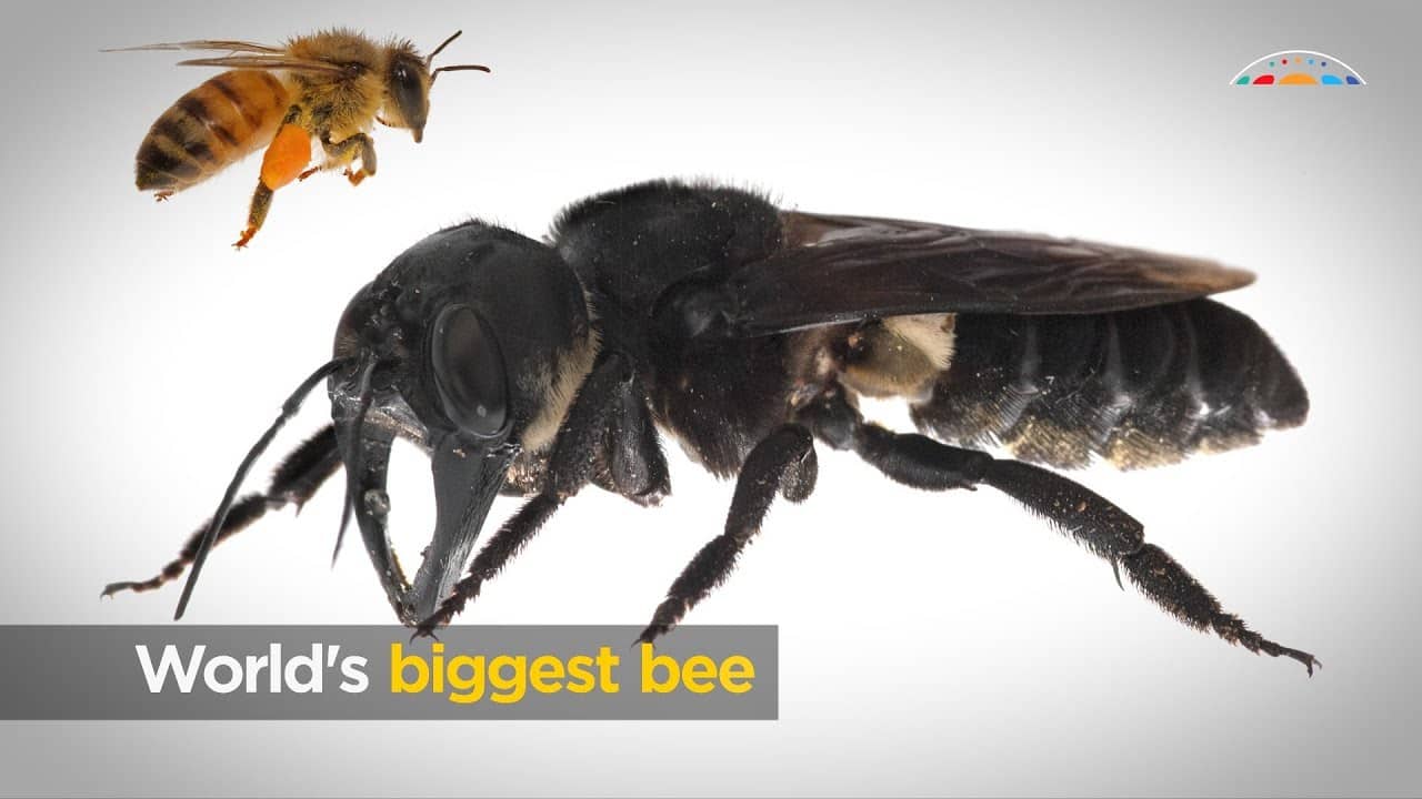 Gif van honingbijen maakt korte metten met borstkankercellen