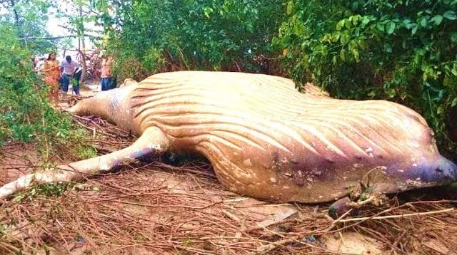 Bizar: 11 meter lange walvis gevonden middenin de Braziliaanse jungle