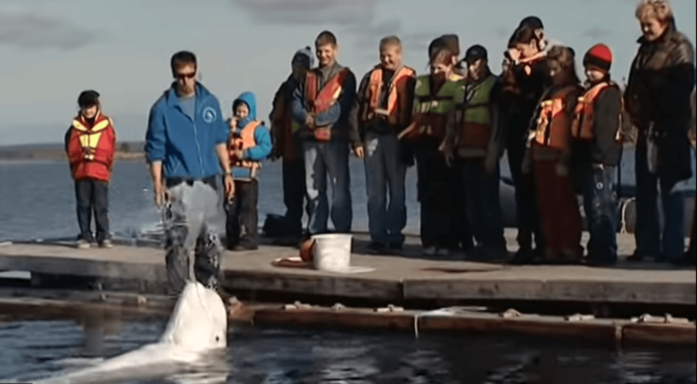 Russische spionnenwalvis blijkt therapiewalvis voor kinderen