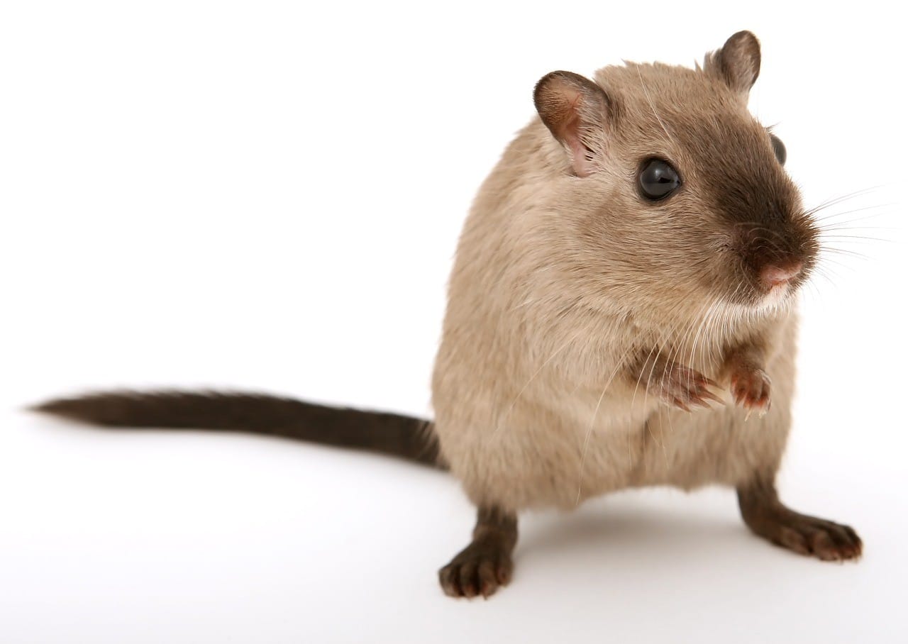Muizen trekken Rutte III niet meer: Honderden muizen laten zich per dag ter aarde neerstorten