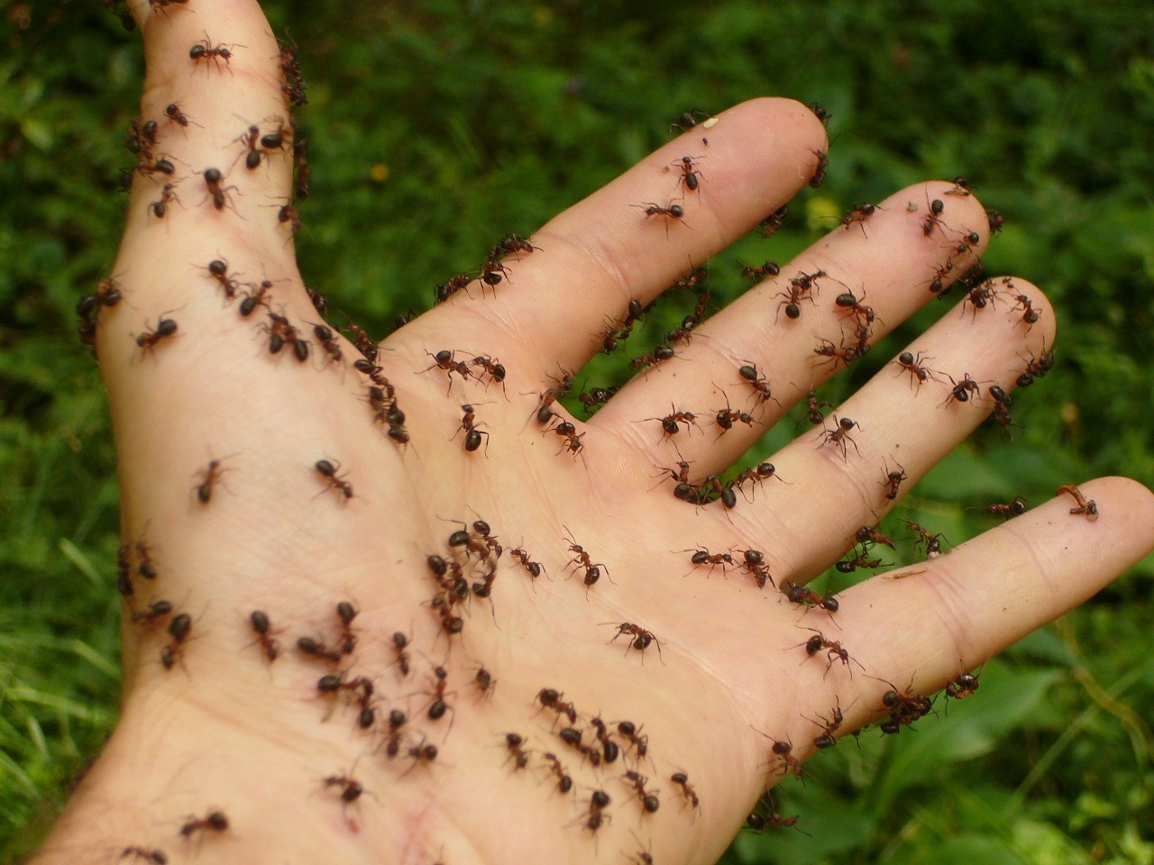 Nieuwe insectenplaag: 'Bijtende mier in aantocht'