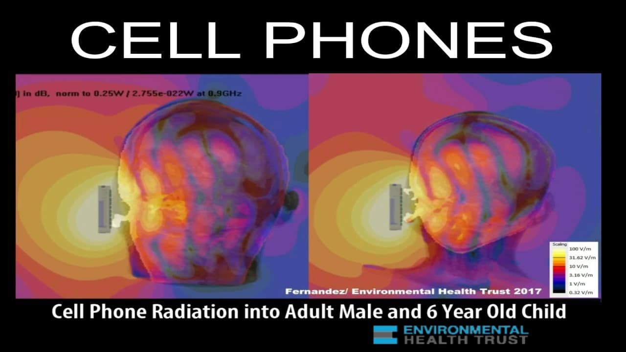 Nieuwe studie: straling mobiele telefoons veroorzaakt DNA schade in hersenen proefdieren