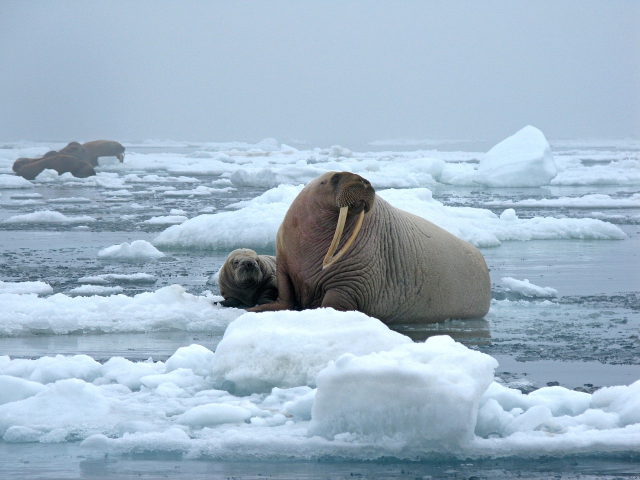 Natuur en mens botst: Walrus laat in het Noordpoolgebied een Russische marineboot zinken