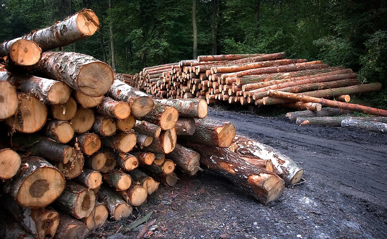 Linkse zotheid: 'Stukken bos kaalgekapt in Estland voor Nederlandse biomassacentrales'
