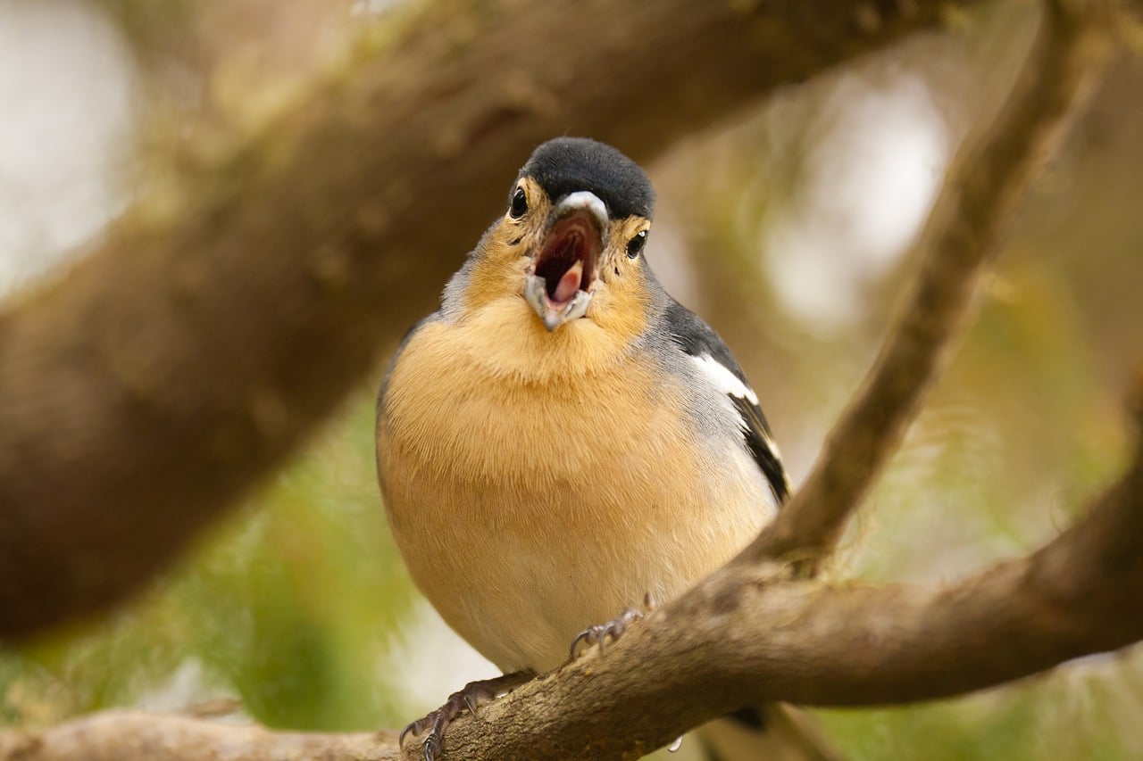 Wetenschappers zappen valse herinneringen in vogels om ze liedjes te laten fluiten die ze nooit hebben gehoord