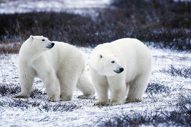 IJsberen ontmaskeren de klimaat-hysterici als klimaat-leugenaars