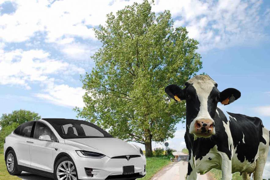 Wat een bende: De relatie tussen de koe, de boom en de Tesla