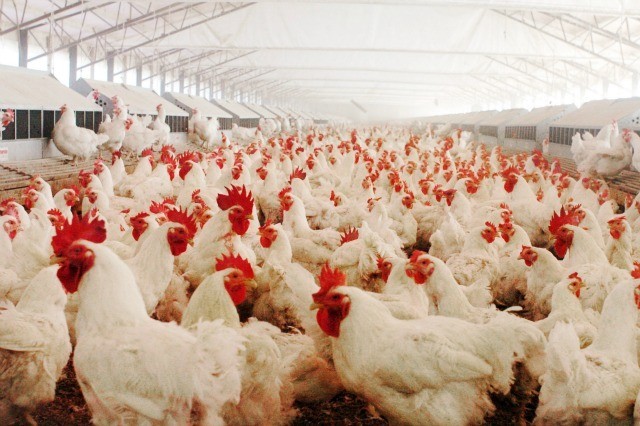Update: FDA geeft eindelijk toe dat kippenvlees arsenicum bevat dat kanker veroorzaakt