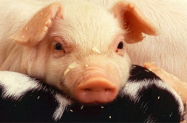 Stukje vlees: Het ene subsidiepotje bestrijdt het andere en nationaal beleid staat tegenover EU beleid