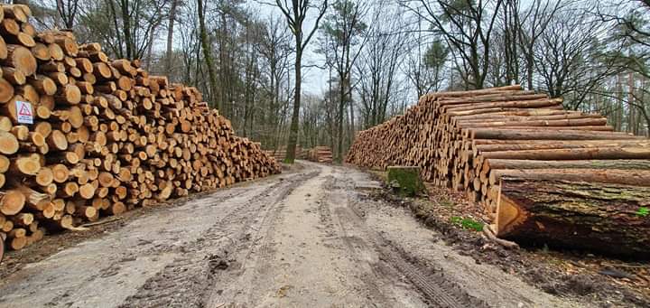 Agenda 2030, na de grote bomenkap komt er extra bos, bijna vier keer ter grootte van Utrecht