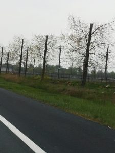 Bomen gehalveerd A16 bij Zevenbergen