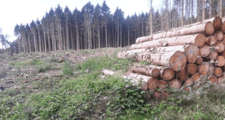 Milieuramp: ontbossing in Noord-Europa met 49% gestegen om de “CO2-doelstellingen” te halen!