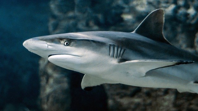 Half miljoen haaien moeten worden gedood om het COVID-19-vaccin te maken