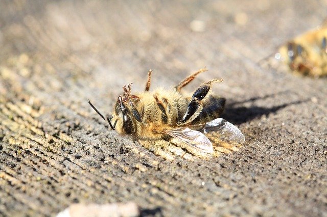 EU zet deur open voor nog meer bijensterfte door pesticiden