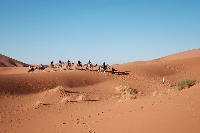 De Sahara blijkt - heel verrassend - honderden miljoenen bomen te bezitten