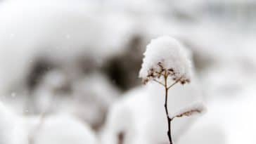 closeup photo of flower covered in snow