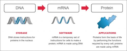 Synthetische mRNA-Covid-vaccins: een risico-batenanalyse