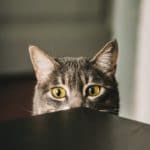 selective focus photography of gray cat peeking at the table