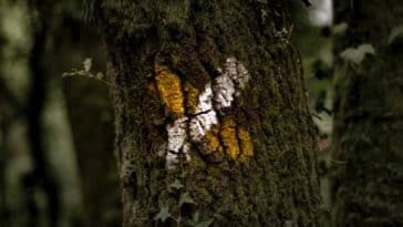 yellow and white x mark on tree bark