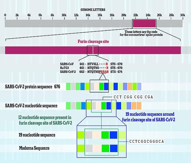 SARS-CoV-2, dat Covid veroorzaakt, bevat alle informatie die nodig is om zich te verspreiden in ongeveer 30.000 letters genetische code, ook wel RNA genoemd. Het virus deelt een reeks van 19 specifieke letters met een genetische sectie die eigendom is van Moderna. Twaalf van de gedeelde letters vormen de structuur van Covid's furine-splitsingsplaats, de rest is een match met nucleotiden op een nabijgelegen deel van het genoom