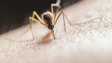 Mosquito Biting on Skin