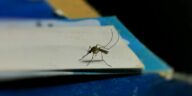a mosquito sitting on top of a piece of paper